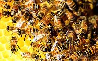 Elbląskie służby otrzymują pierwsze zgłoszenia o pszczołach i osach w mieście. Specjaliści ostrzegają: nie działajmy na własną rękę